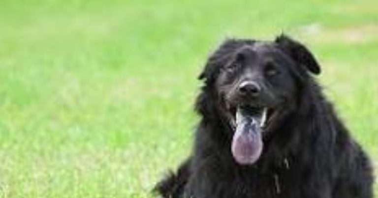 black lab chow mix